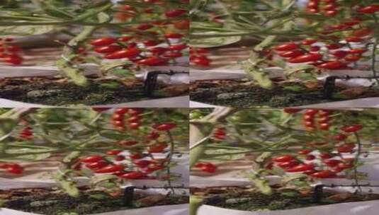 水滴落在地里种植的白色西红柿袋上的特写镜高清在线视频素材下载