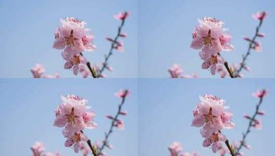 春天阳光唯美小清新花花开花桃花立春桃花高清在线视频素材下载