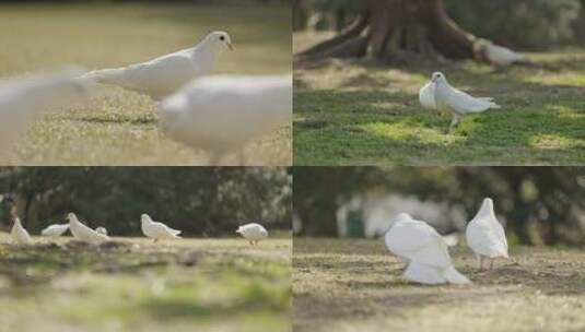 白鸽鸽子鸟类动物和平鸽特写高清在线视频素材下载