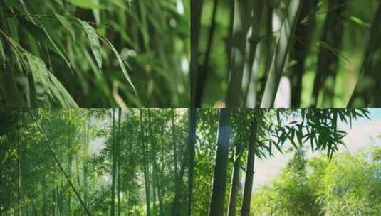 雨天竹子竹叶竹林高清在线视频素材下载