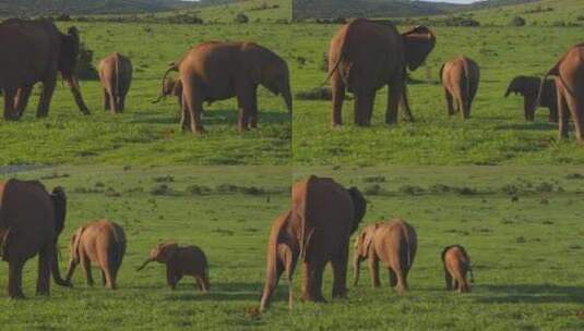在绿色的田野里和其他动物一起平移大象家族高清在线视频素材下载