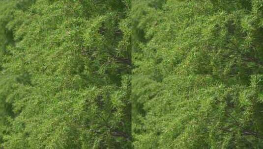春天随春风摆动的绿色杨柳柳树枝头特写高清在线视频素材下载