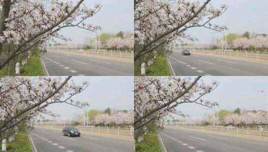 苏州新区科技城樱花盛开 城市道路樱花盛开高清在线视频素材下载
