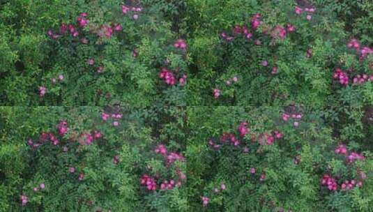 俯拍美丽的私家花园春天鲜花盛开高清在线视频素材下载