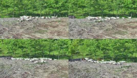 航拍长江沿岸滩涂上的山羊群高清在线视频素材下载