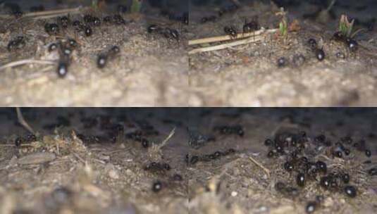 动物昆虫土壤上的蚂蚁7高清在线视频素材下载