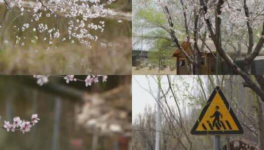沈阳春天 初春景色 城市绿化建筑公园高清在线视频素材下载
