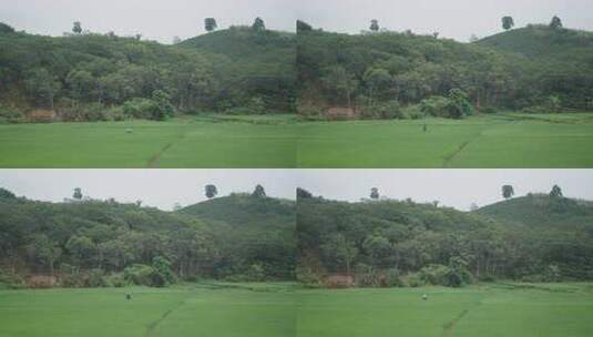 一位戴锥形帽的女农民在雨天从山谷的稻田里高清在线视频素材下载