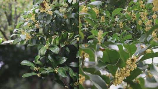 【合集】阳光微风山林桂花树桂花光影合集高清在线视频素材下载