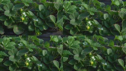 凤梨草莓 草莓 草莓叶 草莓幼苗 植物 水果高清在线视频素材下载