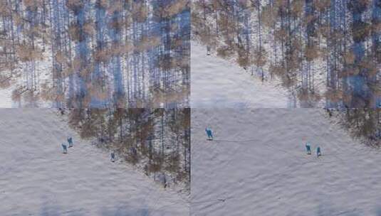 野生梅花鹿高清在线视频素材下载