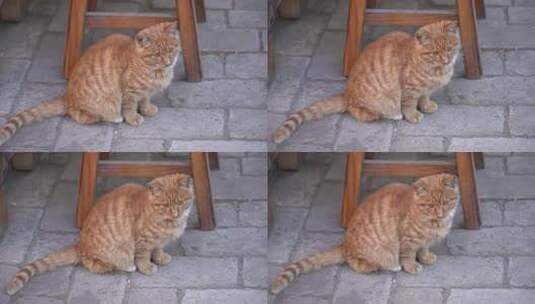 猫 橘猫 大橘猫 动物 萌宠 宠物高清在线视频素材下载