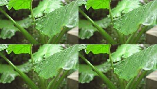 下雨天的植物与露珠高清在线视频素材下载