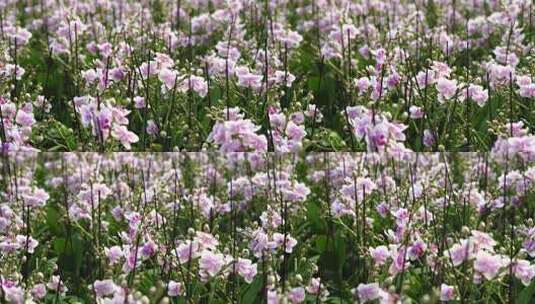 蝴蝶兰 兰花 花朵 观赏花 卉漂亮的花朵高清在线视频素材下载