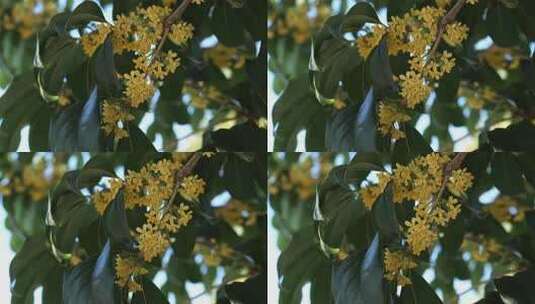 盛开的桂花枝叶特写高清在线视频素材下载