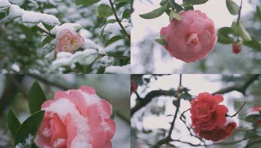 5K-唯美雪中山茶花，山茶花特写，山茶空镜高清在线视频素材下载