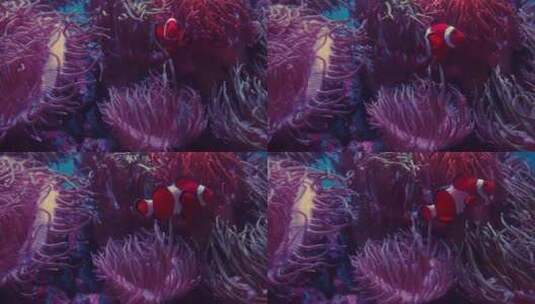 小丑鱼在粉色海葵旁游动高清在线视频素材下载