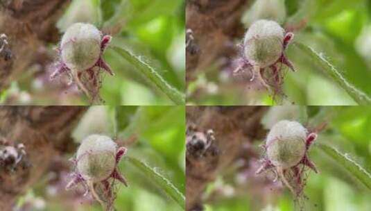 植物桃树树叶结果花昆虫叶子高清在线视频素材下载