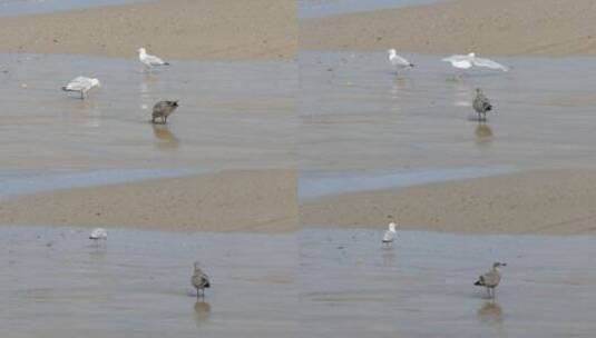 海鸥在海边休息饮水高清在线视频素材下载