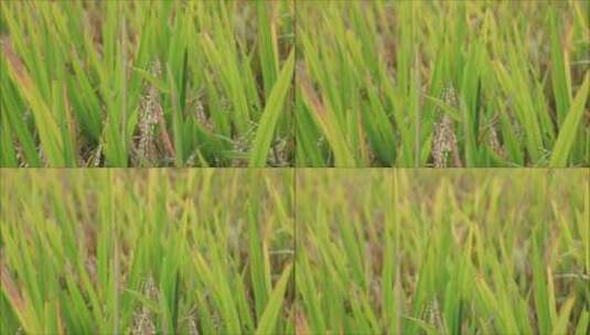 田野里的水稻高清在线视频素材下载