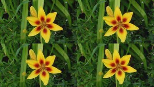 高清实拍黄色花朵高清在线视频素材下载