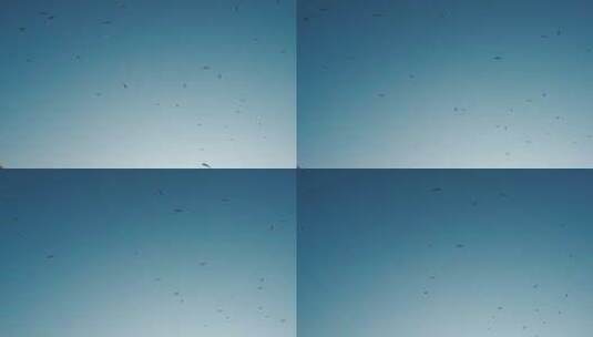 在天空上飞翔的鸟群高清在线视频素材下载
