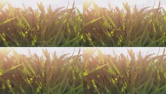 高清竖屏唯美稻田逆光视频素材高清在线视频素材下载