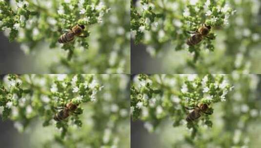 蜜蜂在采蜜高清在线视频素材下载