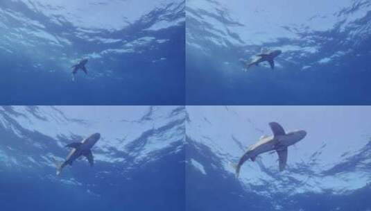 海洋里游动的鲨鱼高清在线视频素材下载