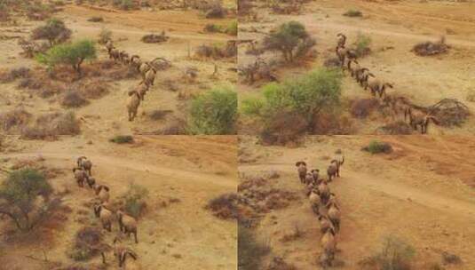 草原上的非洲象群高清在线视频素材下载