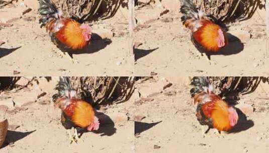 农村散养公鸡实拍4K高清在线视频素材下载