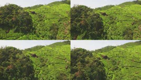 印度喀拉拉邦广阔的茶园高清在线视频素材下载