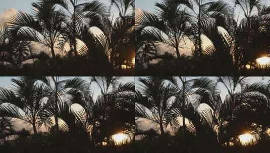 日落时分的棕榈树丛高清在线视频素材下载