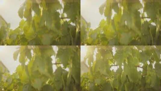 葡萄藤在阳光下滴落水珠高清在线视频素材下载