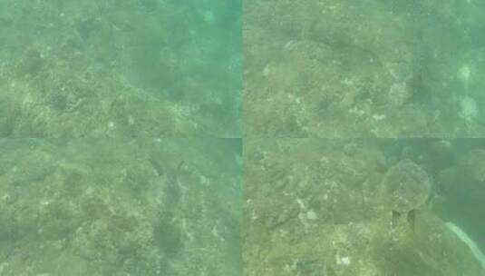 海龟在游泳的特写镜头高清在线视频素材下载