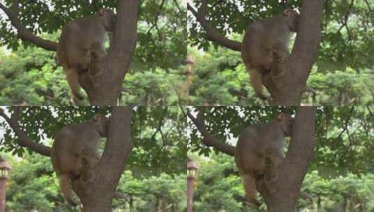 拍摄树上的猴子高清在线视频素材下载