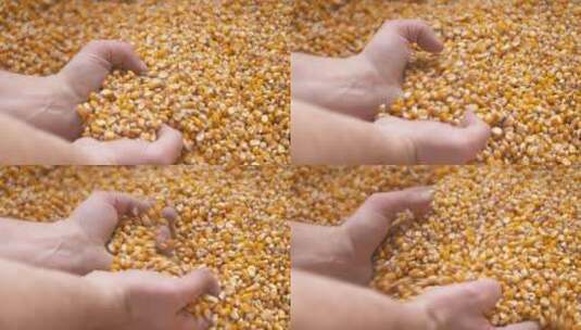 农民手中的玉米粒高清在线视频素材下载