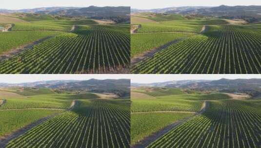 葡萄种植区的俯拍高清在线视频素材下载