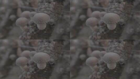香菇种植采收加工高清在线视频素材下载