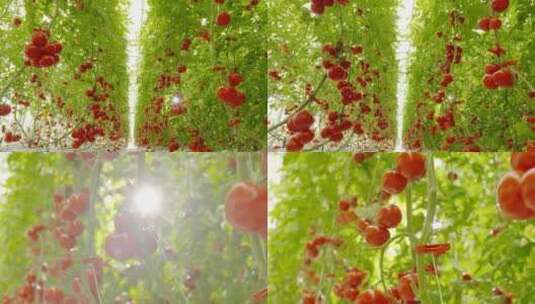唯美西红柿蕃茄温室大棚种植农业水果大丰收高清在线视频素材下载