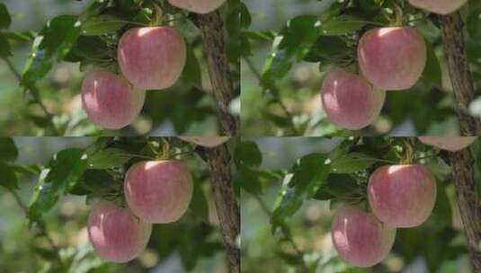 陕西洛川苹果高清在线视频素材下载