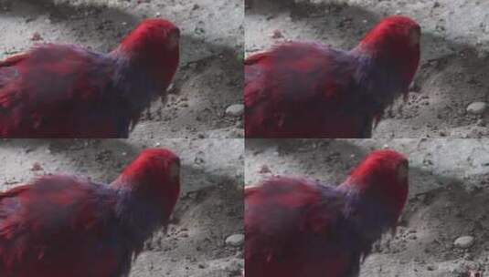 两只鹦鹉嬉戏鸟类漂亮羽毛高清在线视频素材下载