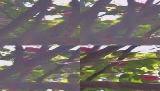 风吹动树间粉红色的花朵高清在线视频素材下载