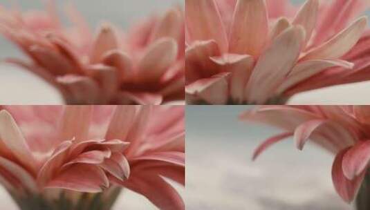 【镜头合集】特写非洲雏菊粉色高清在线视频素材下载