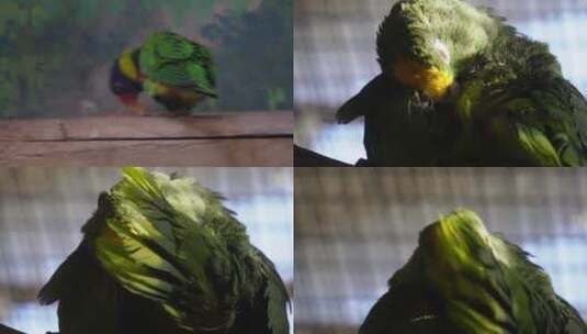 【镜头合集】绿色鹦鹉和尚鹦鹉宠物鸟高清在线视频素材下载