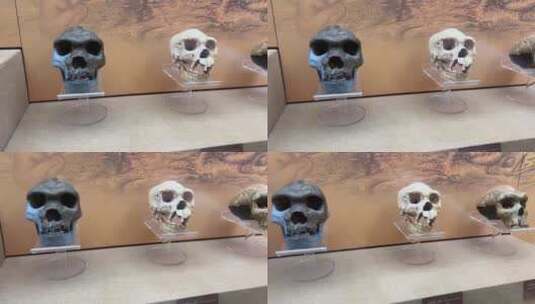 山顶洞人北京人猿人骨骼化石高清在线视频素材下载