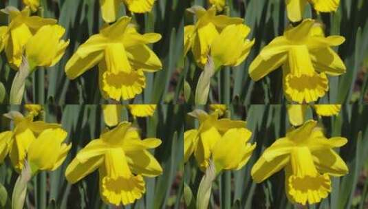 鲜花花朵黄色洋水仙进口花卉高清在线视频素材下载