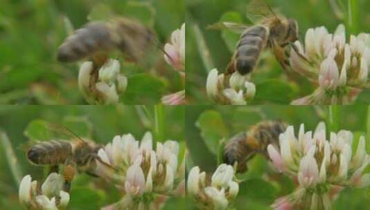 蜜蜂从花朵中采蜜高清在线视频素材下载