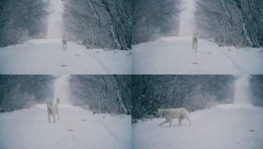 白狗在森林里一条积雪的小路上奔跑高清在线视频素材下载