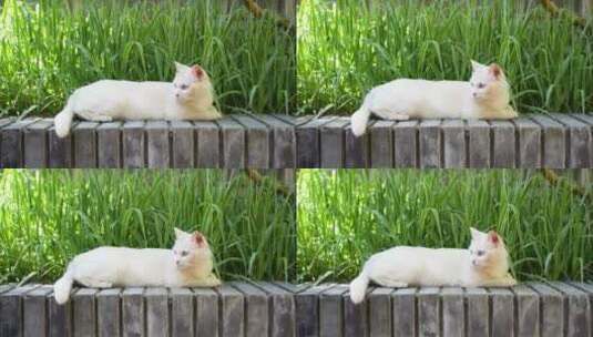 白猫在台阶上休息梳理毛发高清在线视频素材下载